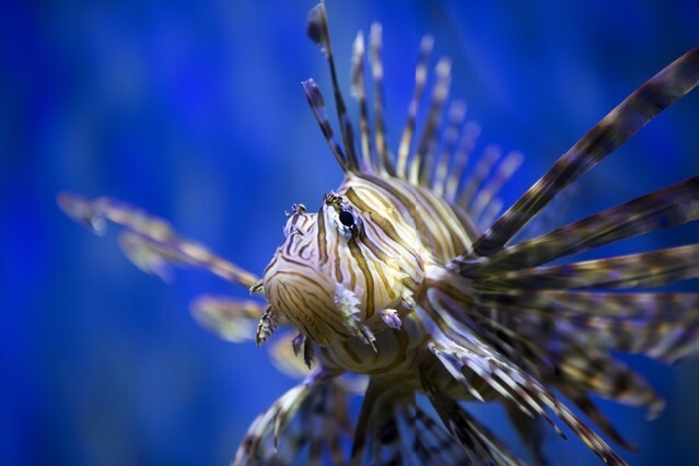 A beautiful Lion fish swimming in blue water